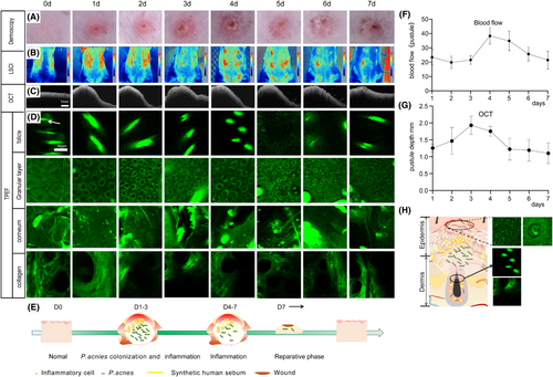 Details are in the caption following the image Details are in the caption following the image