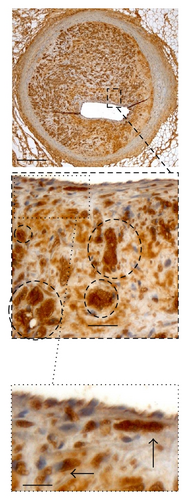 Details are in the caption following the image