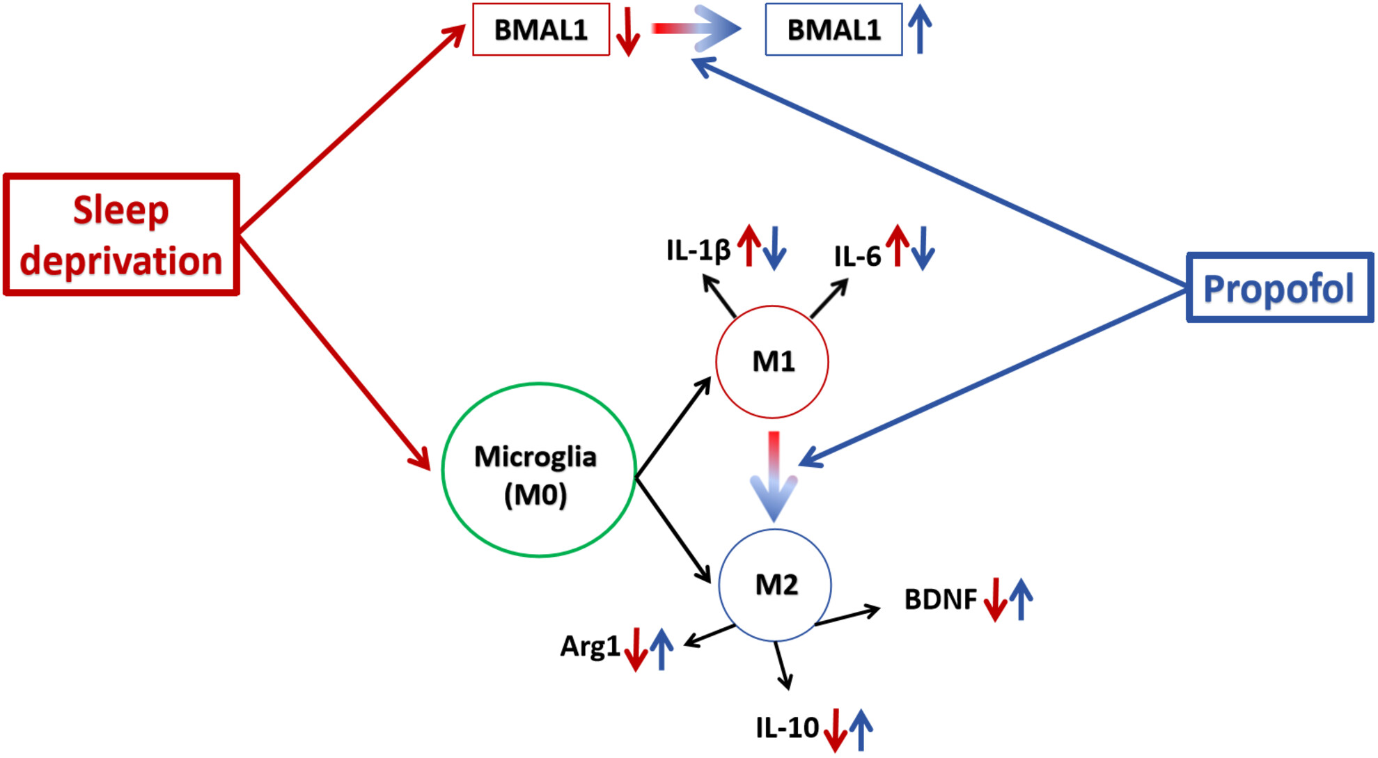 Propofol improves sleep deprivation-induced sleep structural and cognitive deficits via upregulating the BMAL1 expression and suppressing microglial M1 polarization
