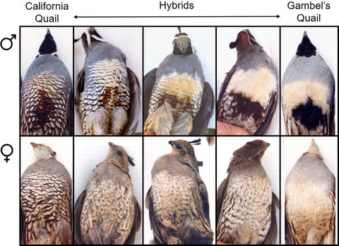 Prevalence and intensity of avian malaria in a quail hybrid zone