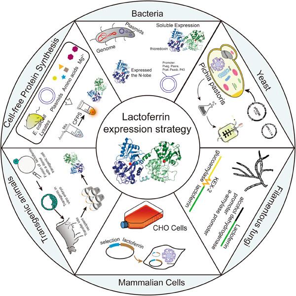 Recent advances and prospects in purification and heterologous expression of lactoferrin