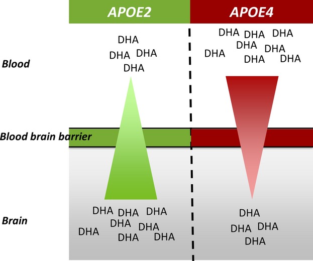 Reduction in DHA transport to the brain of mice expressing human APOE4 compared to APOE2