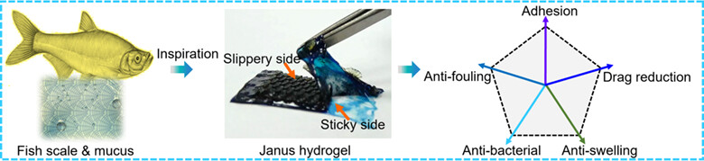 Fish Skin-Inspired Janus Hydrogel Coating for Drag Reduction†