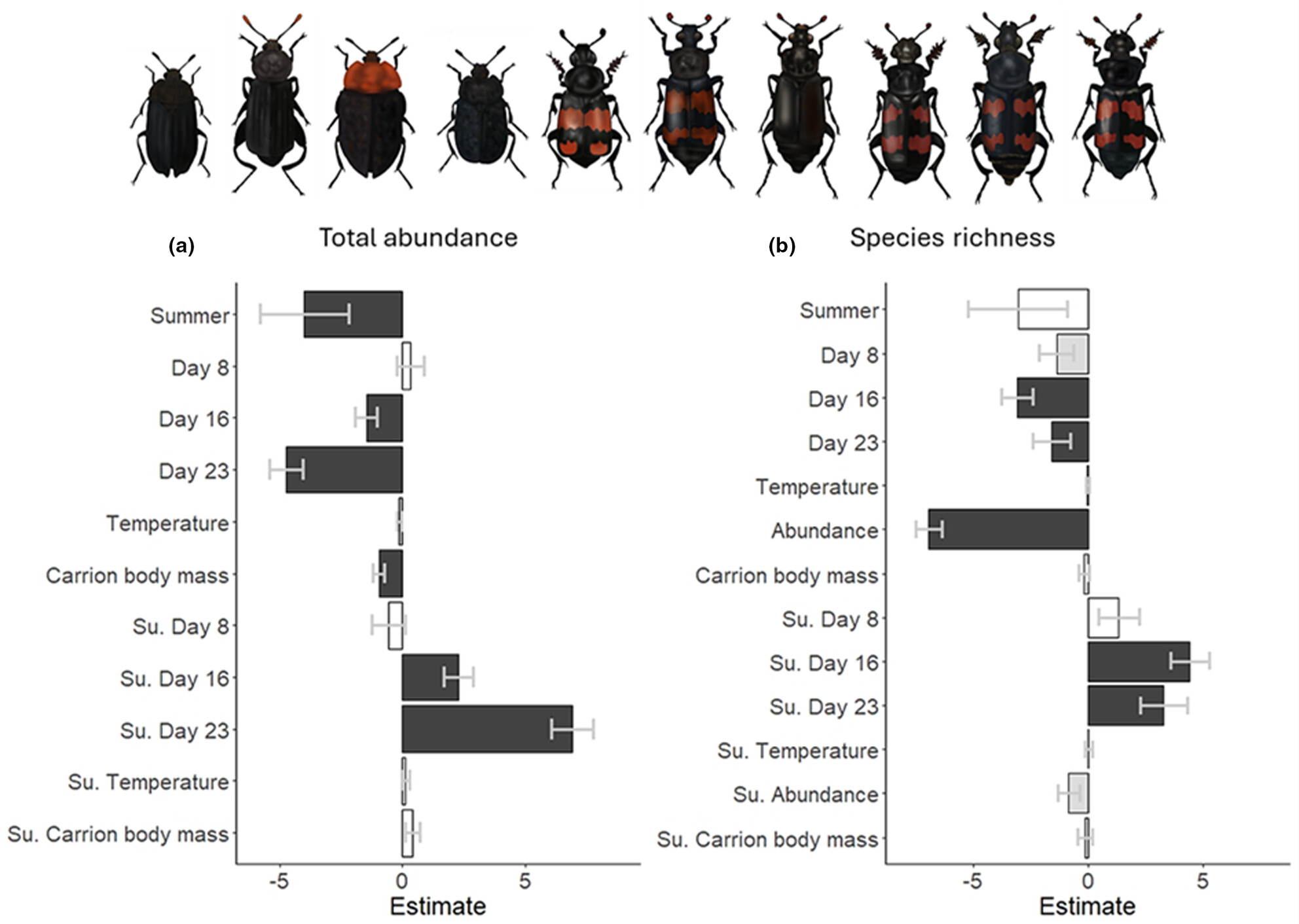 Ecological drivers of carrion beetle (Staphylinidae: Silphinae) diversity on small to large mammals