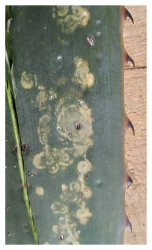 Details are in the caption following the image