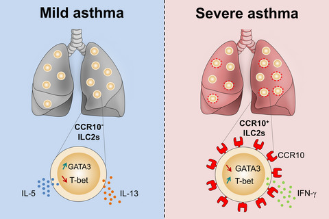 CCR10+ ILC2s with ILC1-like properties exhibit a protective function in severe allergic asthma