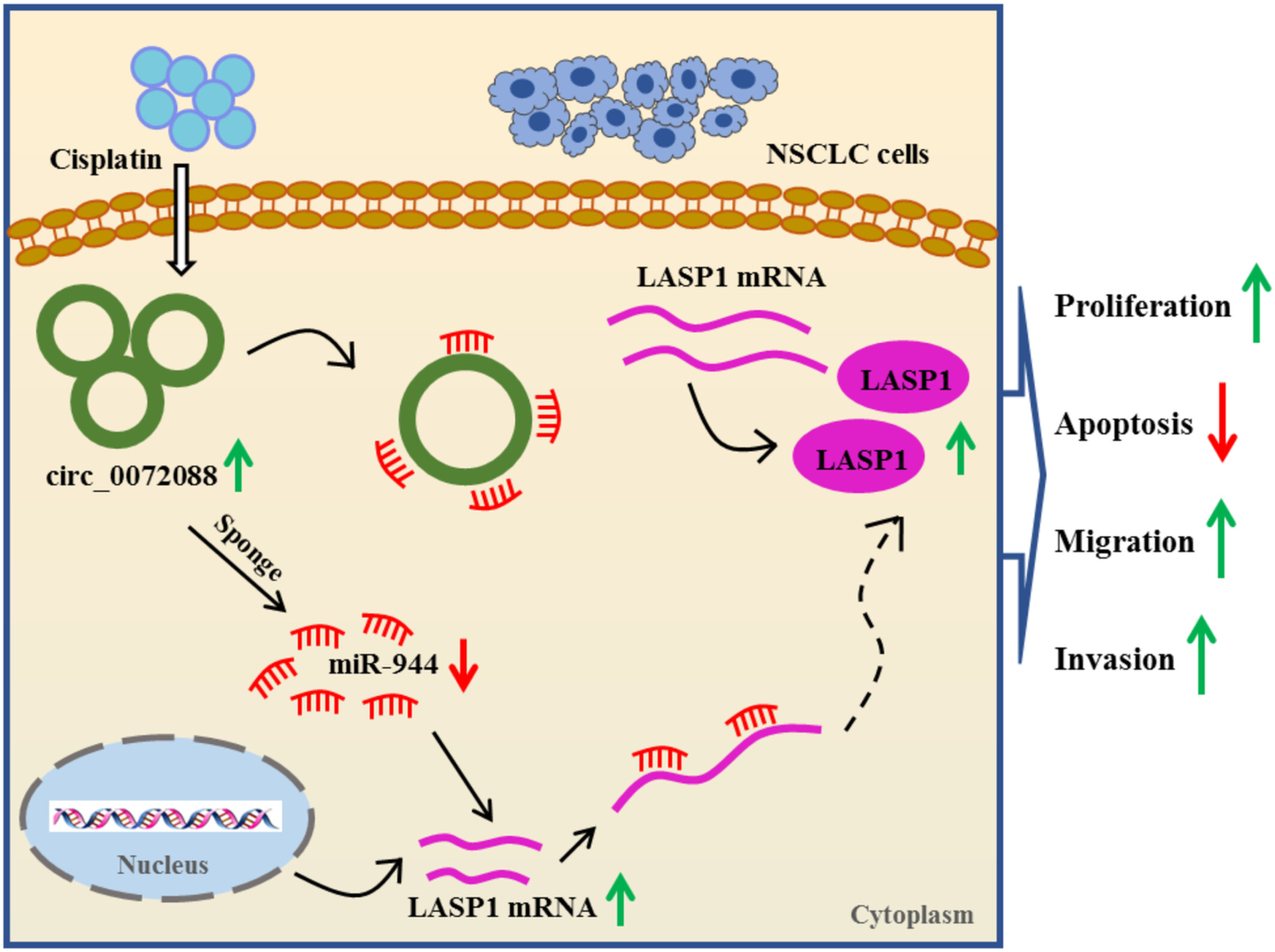 Circ_0072088 knockdown contributes to cisplatin sensitivity and inhibits tumor progression by miR-944/LASP1 axis in non-small cell lung cancer