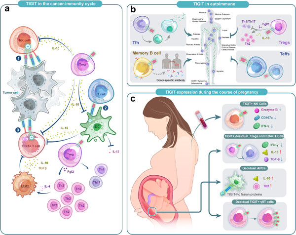 The landscape of TIGIT target and clinical application in diseases