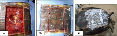 Details are in the caption following the image Details are in the caption following the image