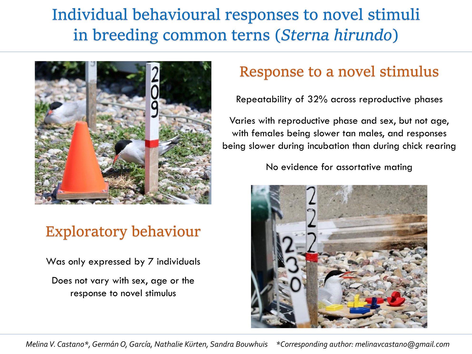 Individual Behavioral Responses to Novel Stimuli in Breeding Common Terns (Sterna hirundo)