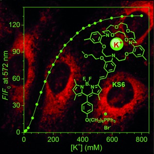A Highly Selective Mitochondria-Targeting Fluorescent K+ Sensor