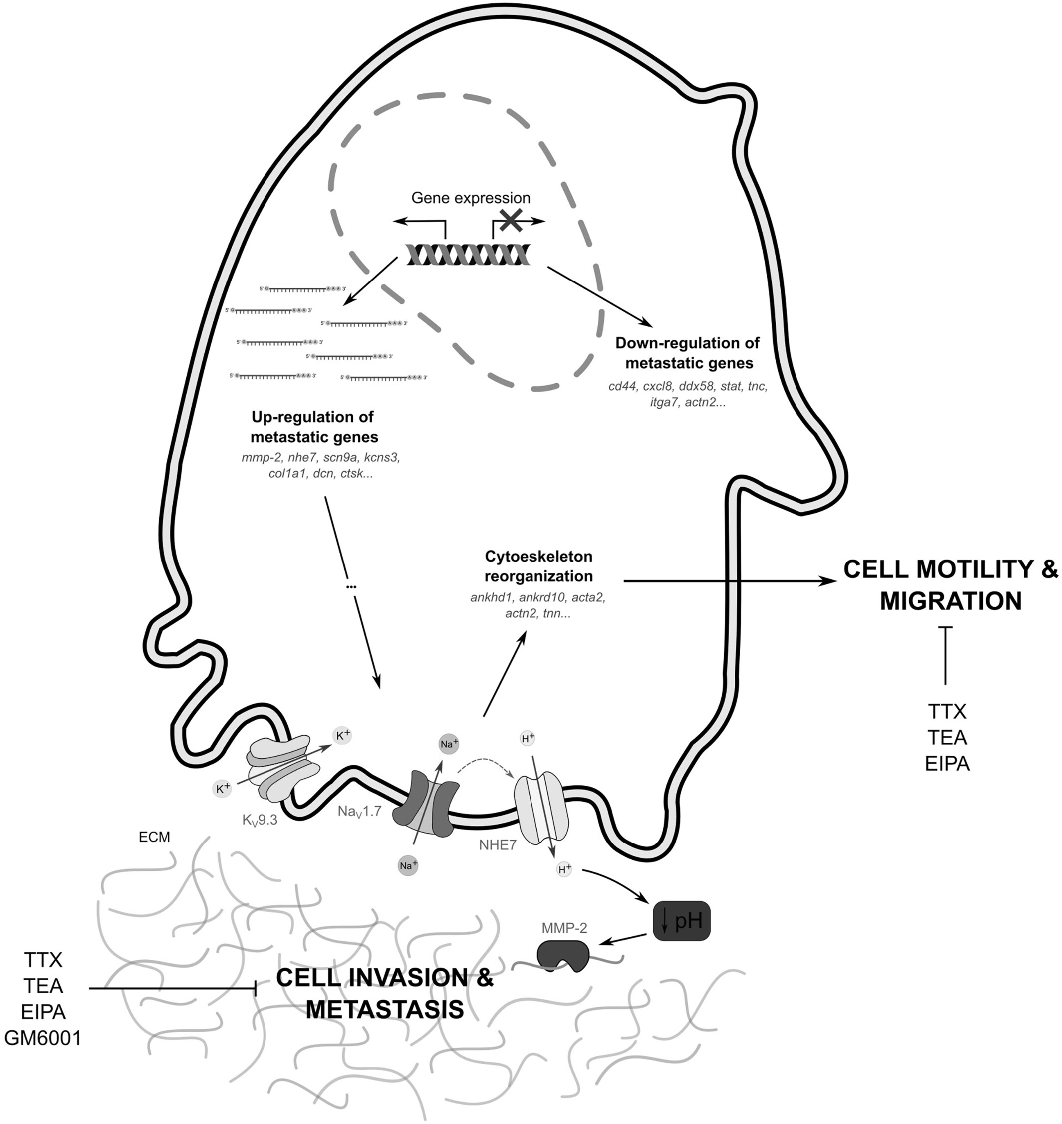 Biological Activity of Biomarkers Associated With Metastasis in Osteosarcoma Cell Lines