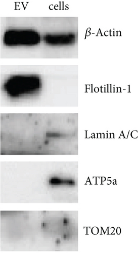 Details are in the caption following the image