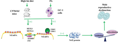 Oxidative Stress Mediated by N6-Methyladenosine Methylation Contributes to High-Fat Diet Induced Male Reproductive Dysfunction