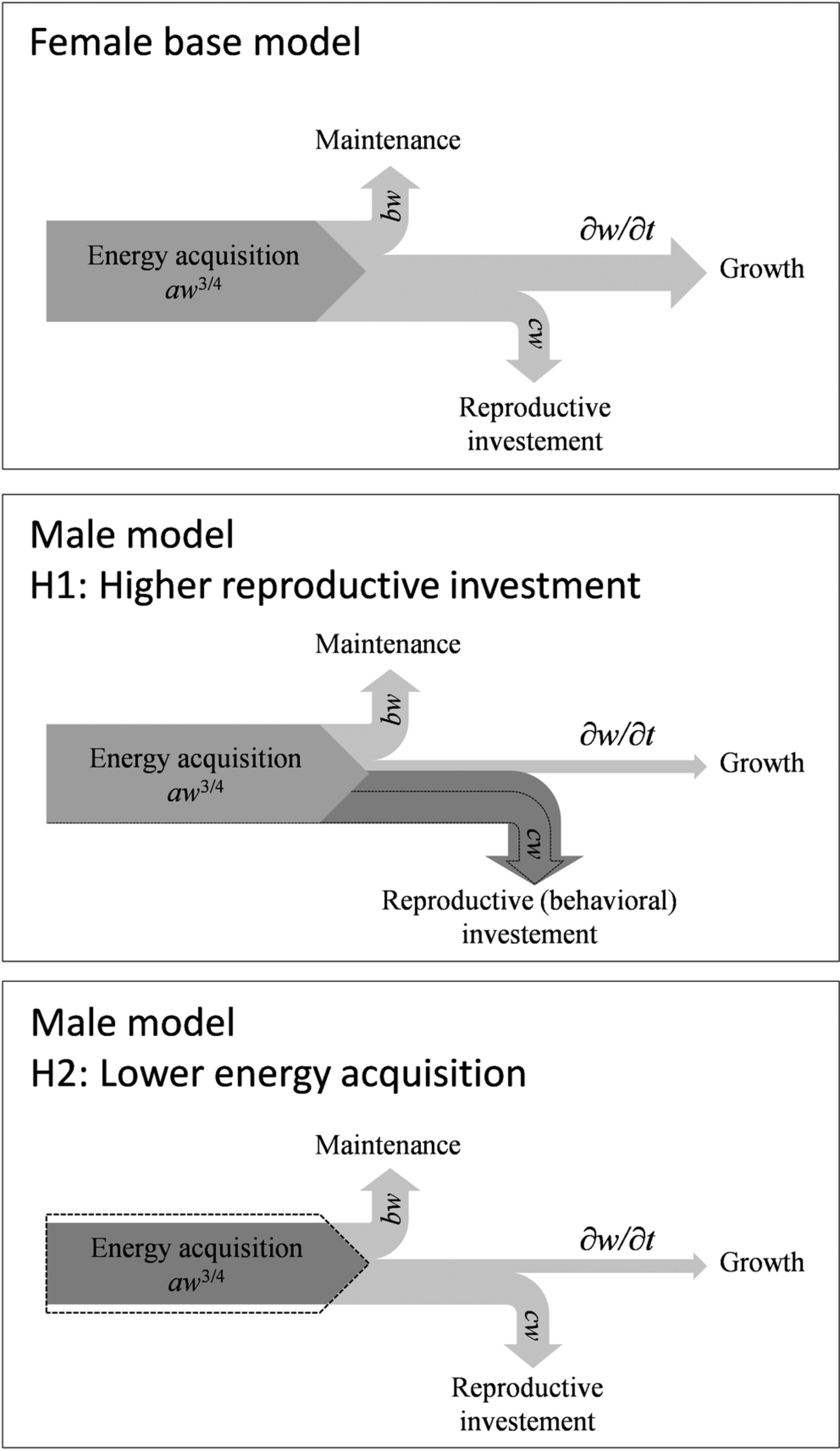 An evolutionary explanation of female-biased sexual size dimorphism in North Sea plaice, Pleuronectes platessa L.