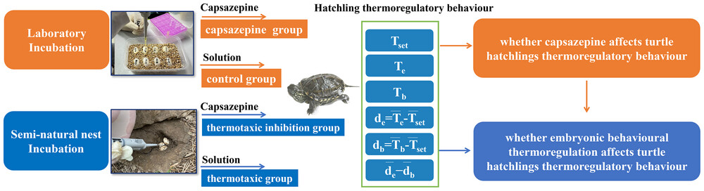 Does embryonic behavioral thermoregulation enhance thermoregulatory capacity of turtle hatchlings?