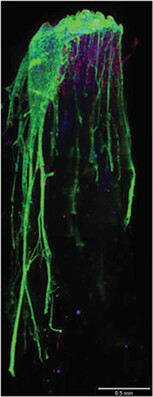 Aminosilane Functionalized Aligned Fiber PCL Scaffolds for Peripheral Nerve Repair