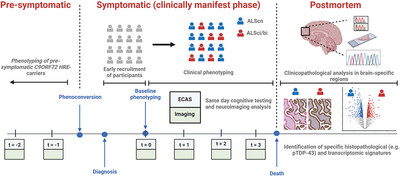 The Basis of Cognitive and Behavioral Dysfunction in Amyotrophic Lateral Sclerosis