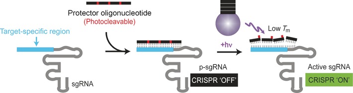 Development of Light-Activated CRISPR Using Guide RNAs with Photocleavable Protectors