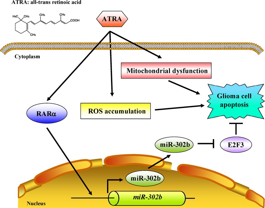 MicroRNA-302b-inhibited E2F3 transcription factor is related to all trans retinoic acid-induced glioma cell apoptosis