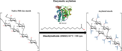Morphological, Structural, and Functional Evaluation of Rice Starch Acylated in a System Catalyzed by the B-Lipase of Candida antarctica