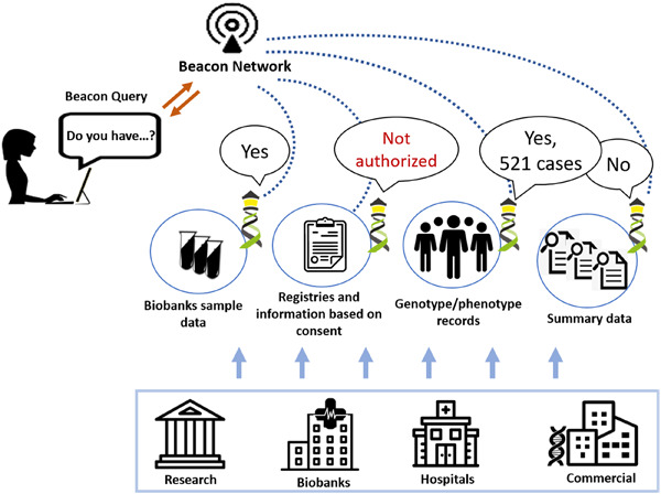 Beacon v2 and Beacon networks: A “lingua franca” for federated data discovery in biomedical genomics, and beyond