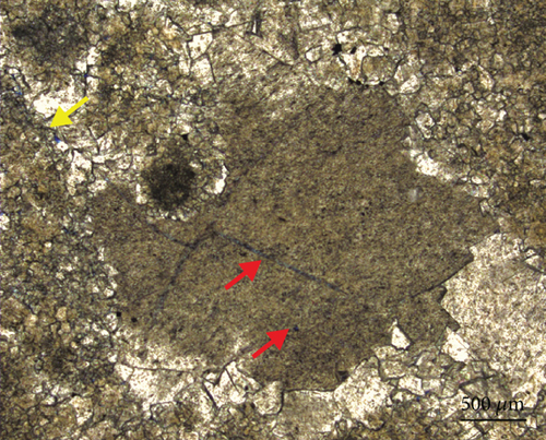 Details are in the caption following the image Details are in the caption following the image