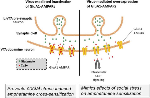 Enhanced psychostimulant response, but not social avoidance, depends on GluA1 AMPA receptors in VTA dopamine neurons following intermittent social defeat stress in rats