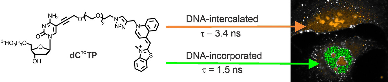 Real-time Imaging of Nascent DNA in Live Cells by Monitoring the Fluorescence Lifetime of DNA-Incorporated Thiazole Orange-Modified Nucleotides