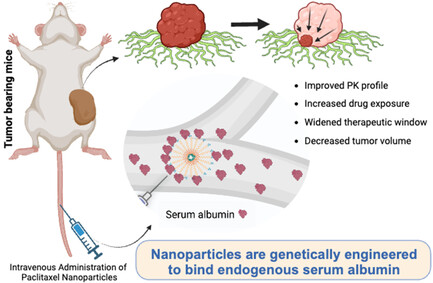Preclinical Development of a Genetically Engineered Albumin-Binding Nanoparticle of Paclitaxel