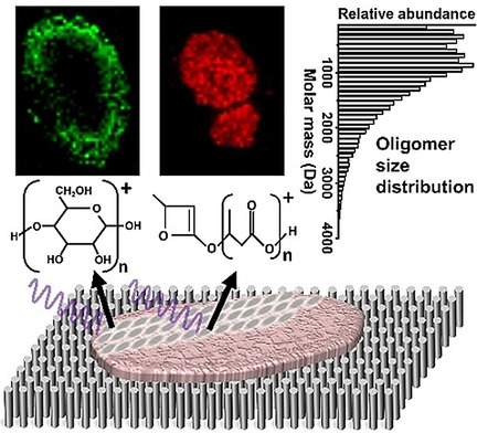 Mass Spectrometry Imaging of Bio-oligomer Polydispersity in Plant Tissues by Laser Desorption Ionization from Silicon Nanopost Arrays