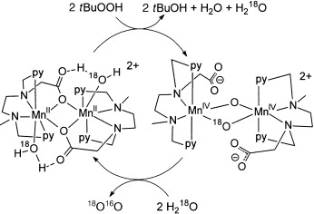 Water Oxidation Catalyzed by a Dinuclear Mn Complex: A Functional Model for the Oxygen-Evolving Center of Photosystem II