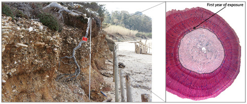 Quantification of cliff retreat in coastal Quaternary sediments using anatomical changes in exposed tree roots