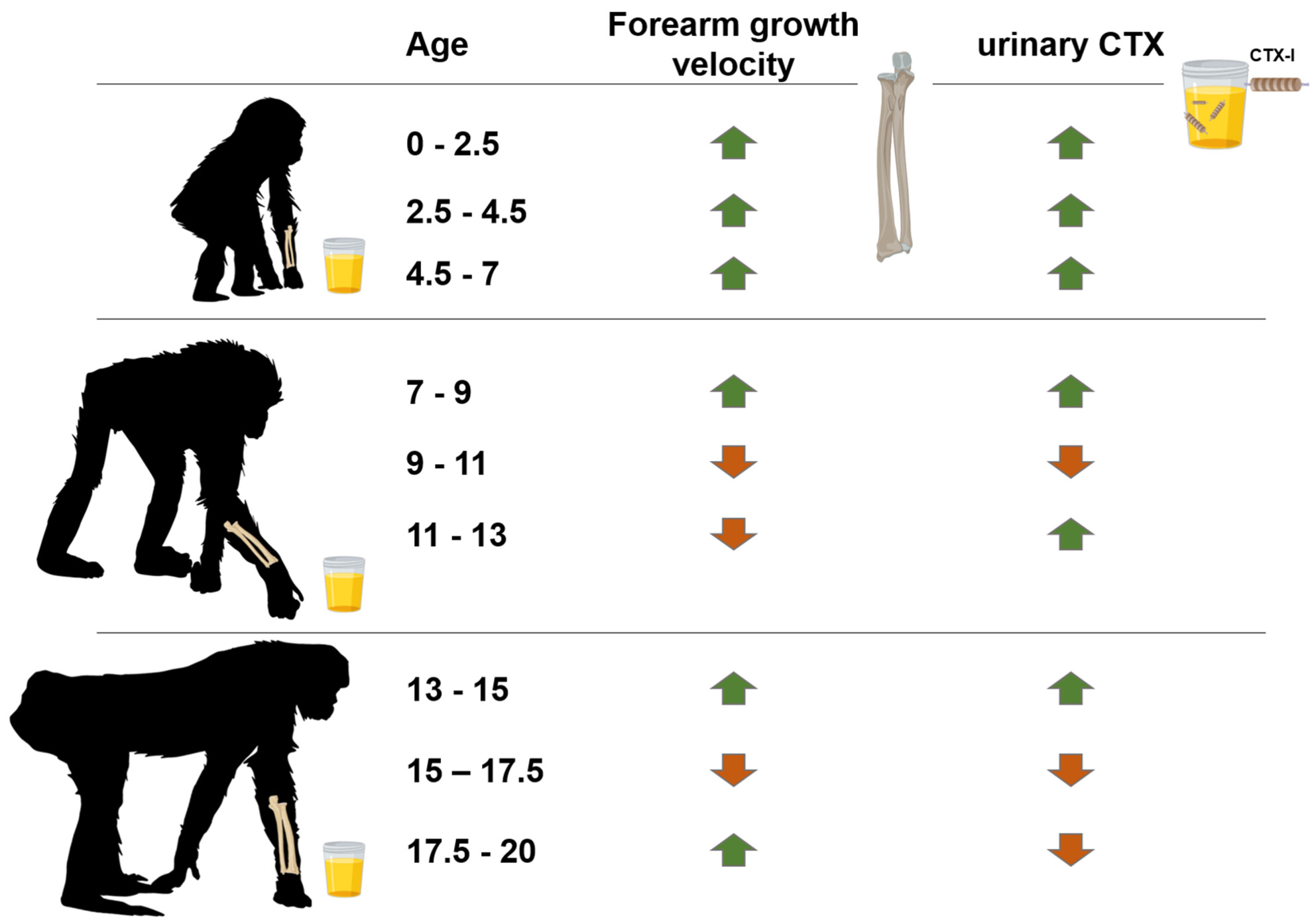 A non-invasive measure of bone growth in mammals: Validating urinary CTX-I as a bone resorption marker through long-bone growth velocity in bonobos