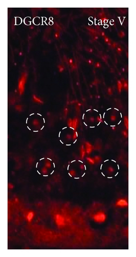 Details are in the caption following the image