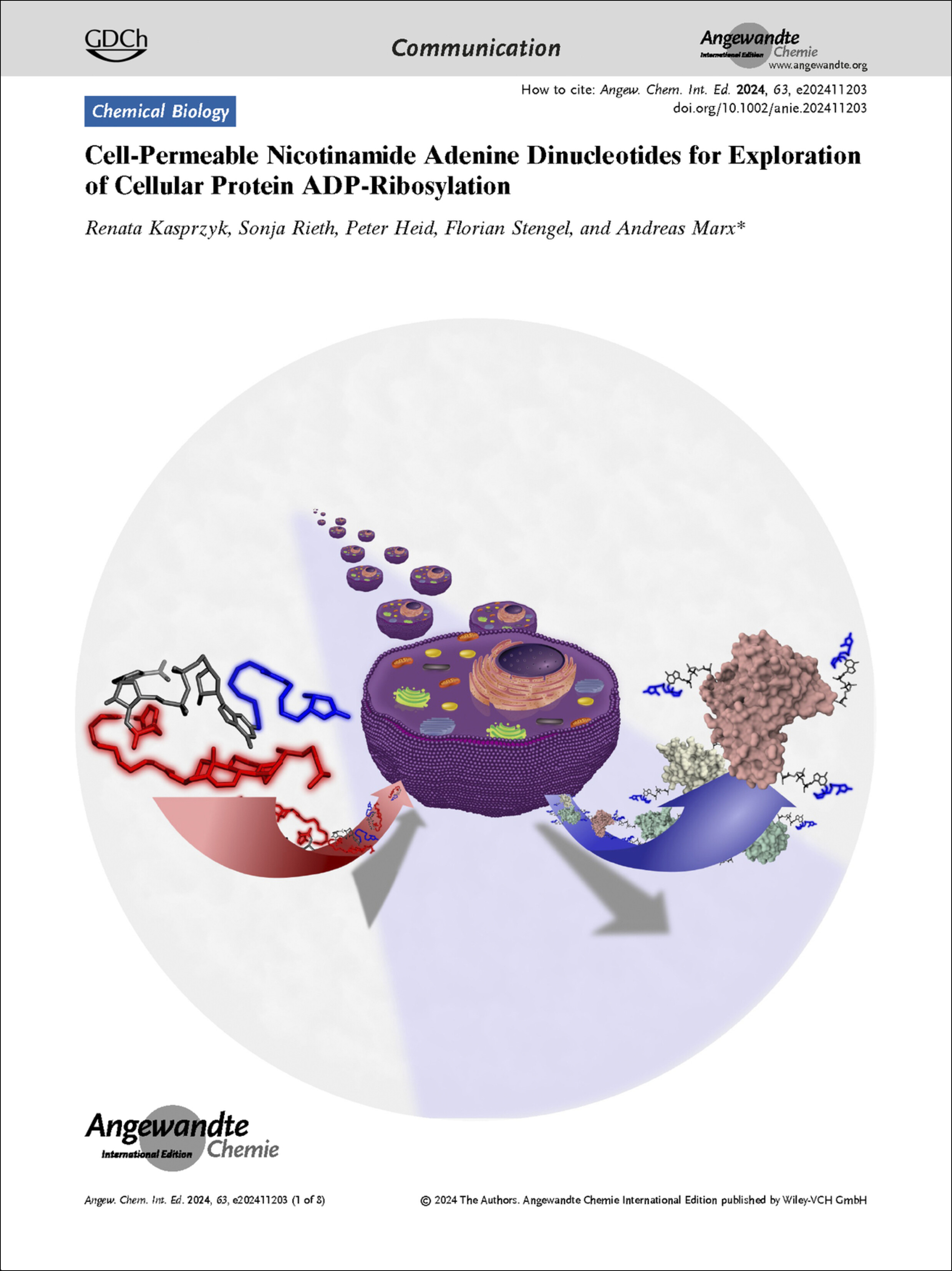 Frontispiece: Cell-Permeable Nicotinamide Adenine Dinucleotides for Exploration of Cellular Protein ADP-Ribosylation Volume 63 Issue 51, 2024