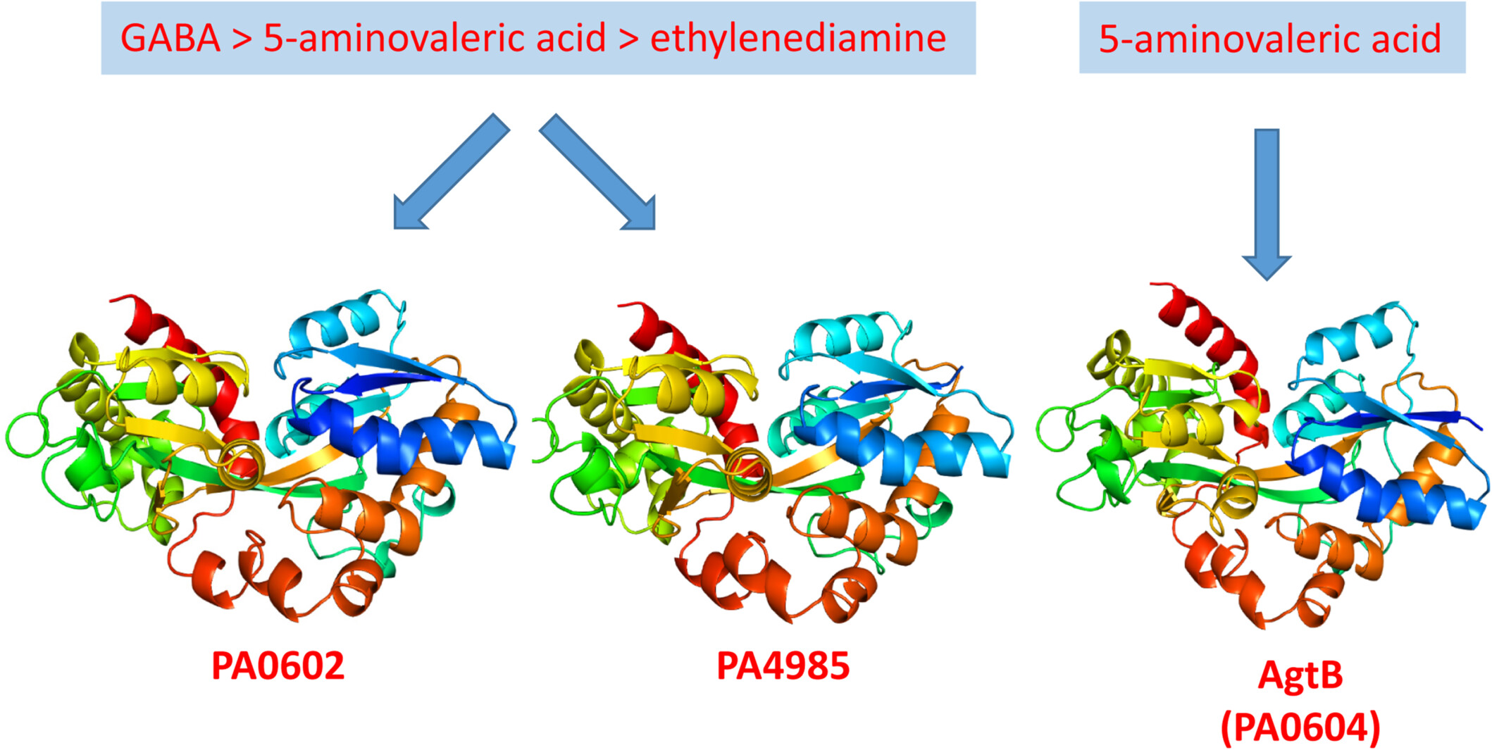 Exploring solute binding proteins in Pseudomonas aeruginosa that bind to γ-aminobutyrate and 5-aminovalerate and their role in activating sensor kinases