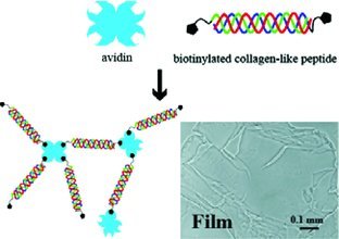 Surface-Modifiable Free-Floating Films Formed by Multiway Connection of Collagen-Like Triple-Helical Peptides