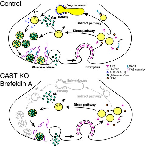 The active zone protein CAST regulates synaptic vesicle recycling and quantal size in the mouse hippocampus