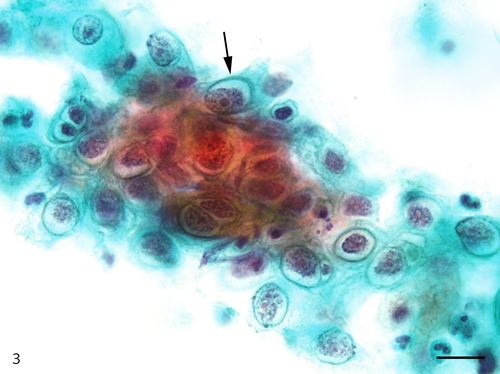 Details are in the caption following the image Details are in the caption following the image