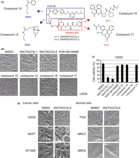 SNIPER(TACC3) induces cytoplasmic vacuolization and sensitizes cancer cells to Bortezomib