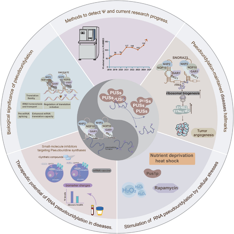 Deciphering the pseudouridine nucleobase modification in human diseases: From molecular mechanisms to clinical perspectives