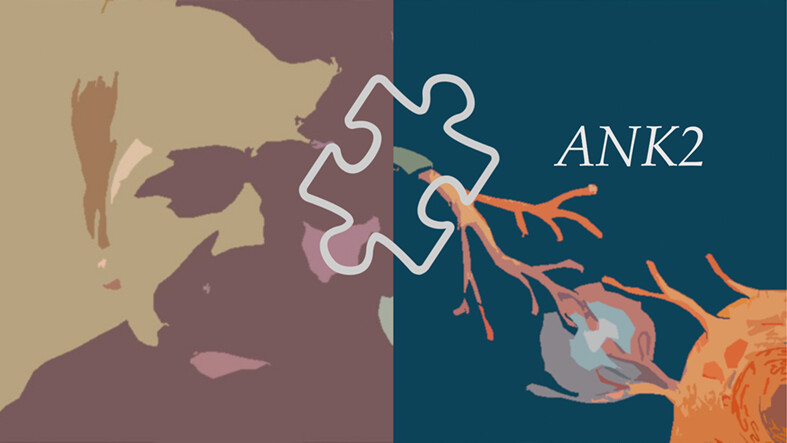 Discovering the ANK2-related autism phenotype