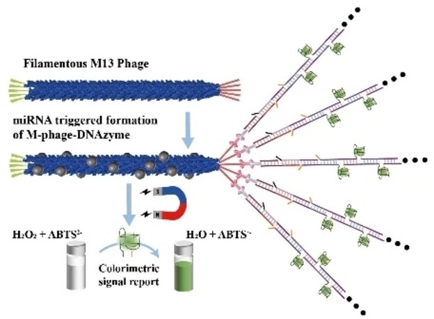 Target-Triggered Formation of Artificial Enzymes on Filamentous Phage for Ultrasensitive Direct Detection of Circulating miRNA Biomarkers in Clinical Samples