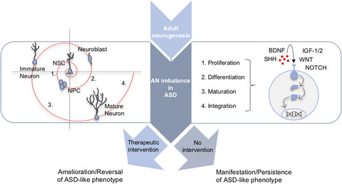 Criss-crossing autism spectrum disorder and adult neurogenesis