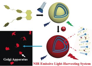 An Efficient Near-Infrared Emissive Artificial Supramolecular Light-Harvesting System for Imaging in the Golgi Apparatus