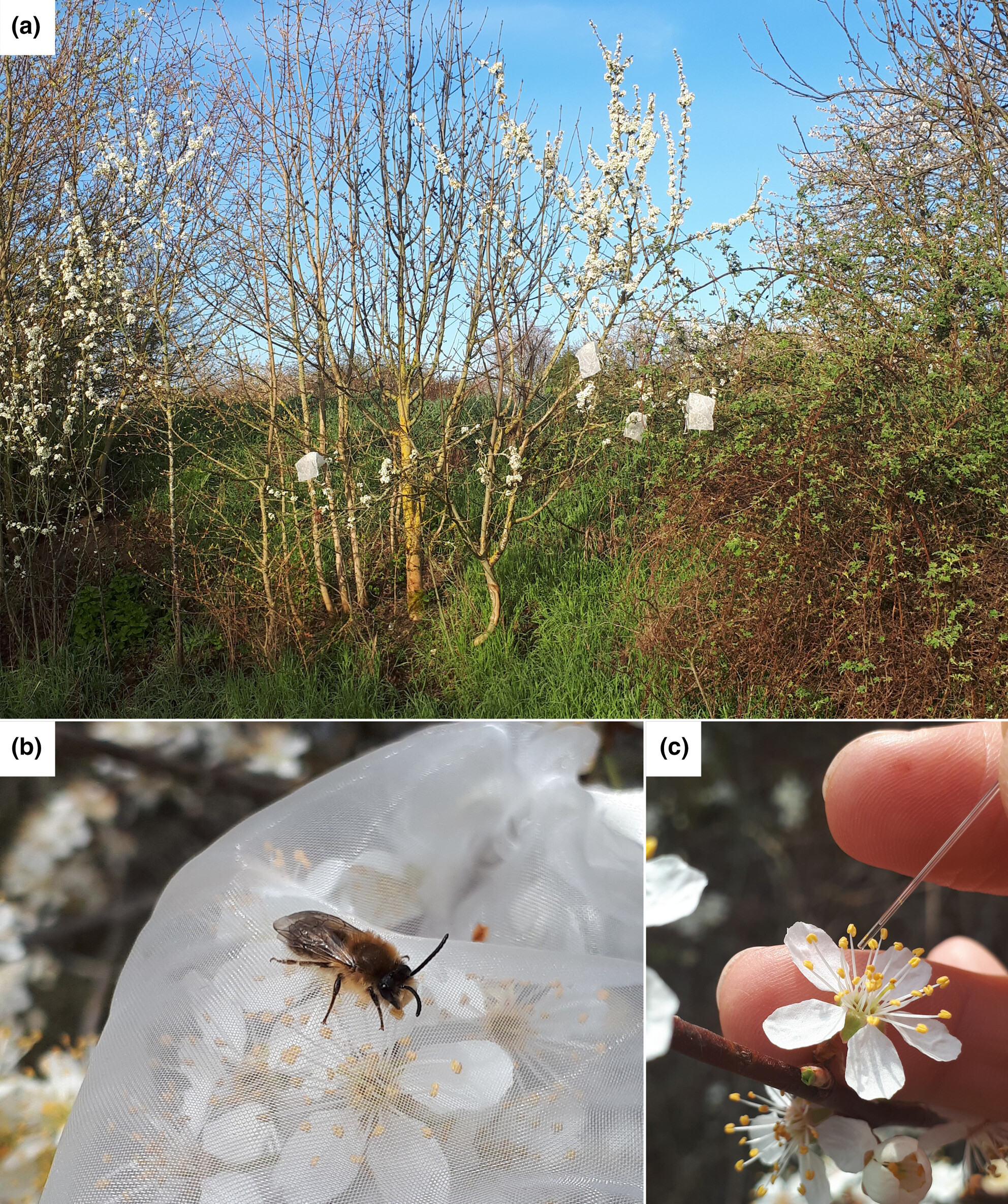 Pollinator competition and the contingency of nectar depletion during an early spring resource pulse