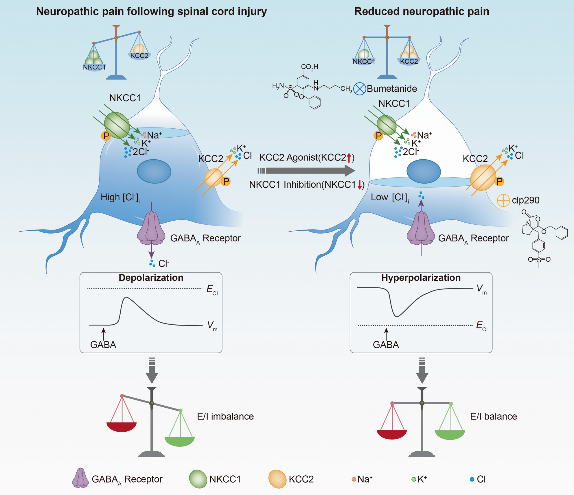 Combined use of CLP290 and bumetanide alleviates neuropathic pain and its mechanism after spinal cord injury in rats