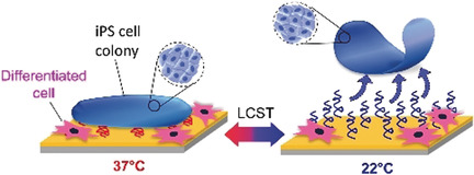 Propagation and Purification of Human Induced Pluripotent Stem Cells with Selective Homopolymer Release Surfaces
