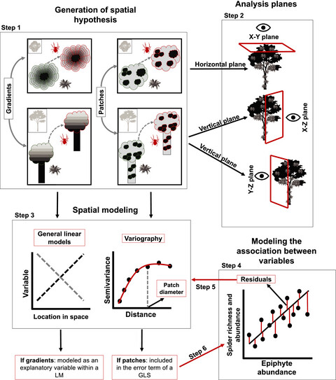 Spatial relationships between spiders and their host vascular epiphytes within shade trees in a Mexican coffee plantation